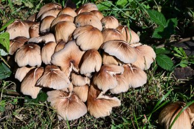 Yerde büyüyen mantarların yakın plan çekimi.