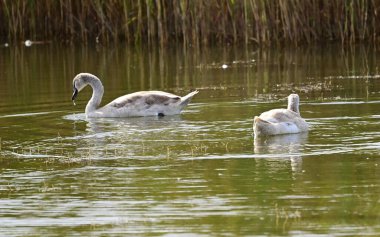 Yaz günü gölde yüzen güzel beyaz kuğular. 