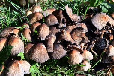 Yerde büyüyen mantarların yakın plan çekimi.