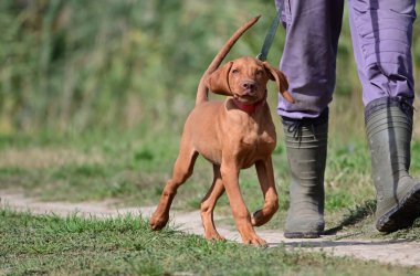 Tasmalı şirin bir köpek. Yaz günü sahibinin yanında geziyor.