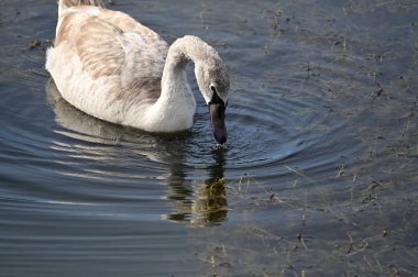 Güzel beyaz kuğu yaz günü gölde yüzüyor. 