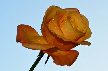 Mavi arka planda güzel gül çiçekleri