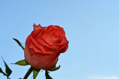 Mavi arka planda güzel gül çiçekleri