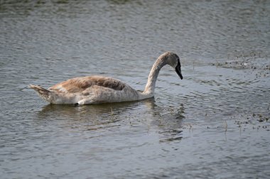 Güzel beyaz kuğu yaz günü gölde yüzüyor. 