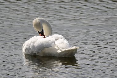 Güzel beyaz kuğu yaz günü gölde yüzüyor. 