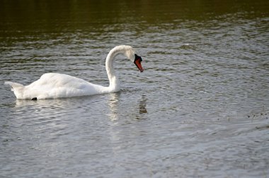 Güzel beyaz kuğu yaz günü gölde yüzüyor. 