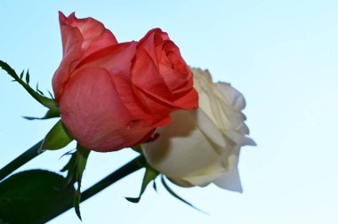 Mavi arka planda güzel gül çiçekleri