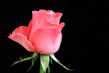 Karanlık arka planda çiçek açan muhteşem çiçeklere yakın.