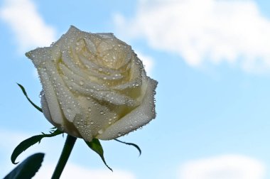 Mavi arka planda güzel gül çiçekleri