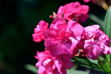 Güneşli yaz gününde bahçede yetişen güzel çiçekler. 