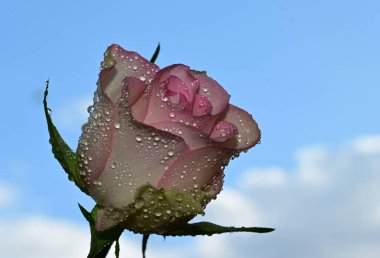 Mavi arka planda güzel gül çiçekleri