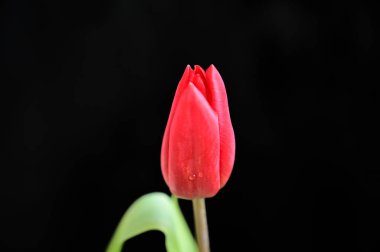 Karanlık arka planda çiçek açan muhteşem çiçeklere yakın.