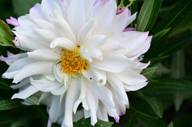 Güneşli yaz gününde bahçede yetişen güzel çiçekler. 