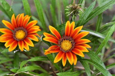 Güneşli yaz gününde bahçede yetişen güzel çiçekler. 