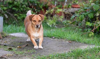 Tatlı köpek yaz günü dışarıda eğleniyor.