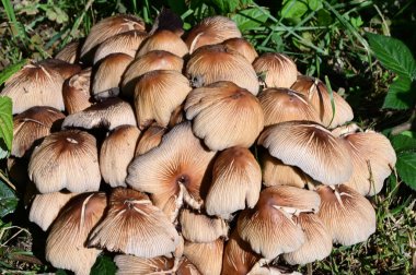 Yerde büyüyen mantarların yakın plan çekimi.