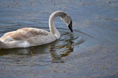 Güzel beyaz kuğu yaz günü gölde yüzüyor. 