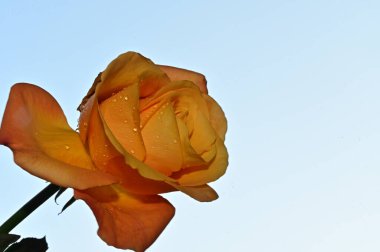 Mavi arka planda güzel gül çiçekleri