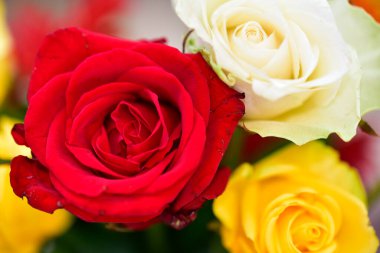 Güneşli yaz gününde bahçede yetişen güzel çiçekler. 