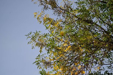 Sonbahar ağacı dallarının mavi gökyüzü arka planında sarı yapraklı görüntüsü  