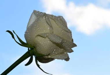 Mavi arka planda güzel gül çiçekleri