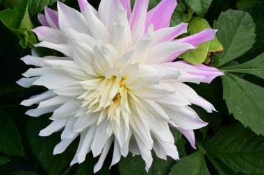 Güneşli yaz gününde bahçede yetişen güzel çiçekler. 