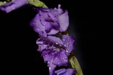 Koyu arkaplanda güzel çiçekler, yaz konsepti, yakın manzara  