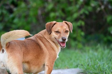 Tatlı köpek yaz günü dışarıda eğleniyor.