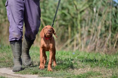 Tasmalı şirin bir köpek. Yaz günü sahibinin yanında geziyor.