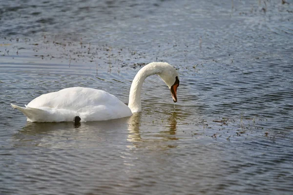 Piękny Biały Łabędź Pływanie Jeziorze Letni Dzień — Zdjęcie stockowe