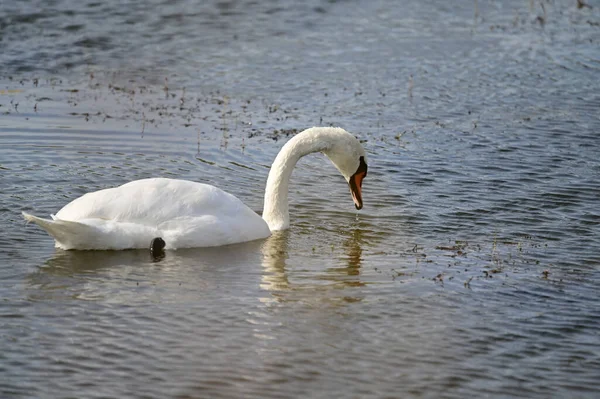 Hermoso Cisne Blanco Nadando Lago Día Verano — Foto de Stock