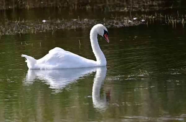 Krásná Bílá Labuť Plavání Jezeře Letní Den — Stock fotografie