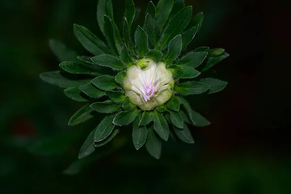 Bellissimo Fiore Che Cresce Giardino Estate Giornata Sole — Foto Stock