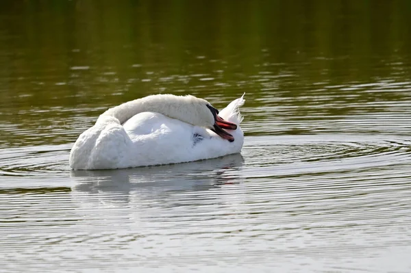 Красивый Белый Лебедь Плавает Озере Летний День — стоковое фото
