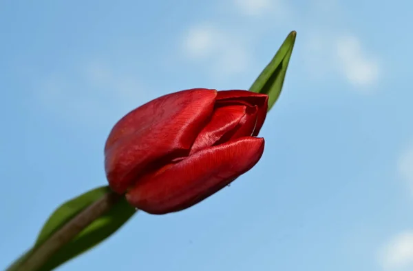 Hermosas Flores Tulipán Sobre Fondo Cielo Azul — Foto de Stock