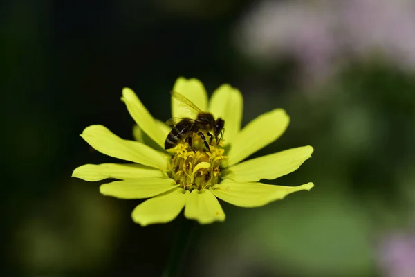 夏日阳光明媚的时候 一群蜜蜂坐在花园里的花朵上 — 图库照片