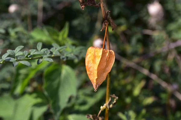 Vue Des Plantes Poussant Dans Les Prairies Été Journée Ensoleillée — Photo