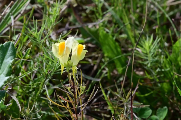 Bellissimi Fiori Che Crescono Giardino Estate Giornata Sole — Foto Stock