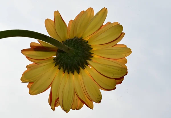 Belles Fleurs Gerbera Tendres Gros Plan — Photo