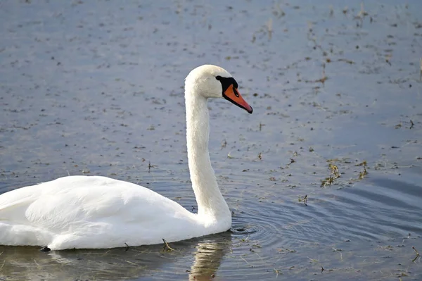 Hermoso Cisne Blanco Nadando Lago Día Verano —  Fotos de Stock