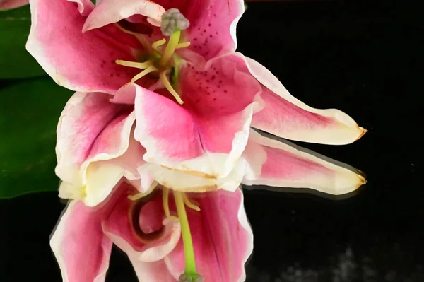 暗い背景に素晴らしい花のクローズアップ — ストック写真