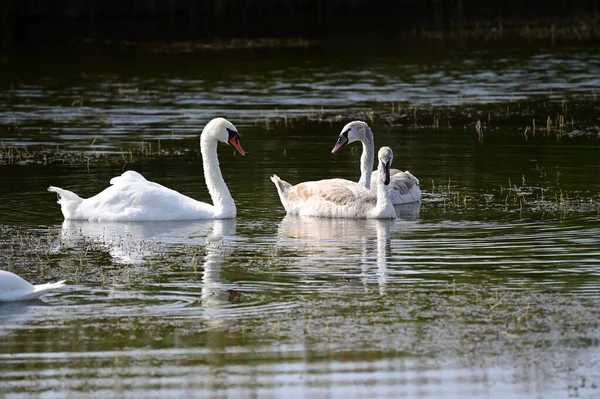 Belos Cisnes Brancos Nadando Lago Dia Verão — Fotografia de Stock