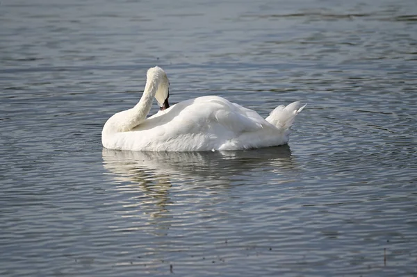 Schöner Weißer Schwan Schwimmt Sommertag Auf Dem See — Stockfoto