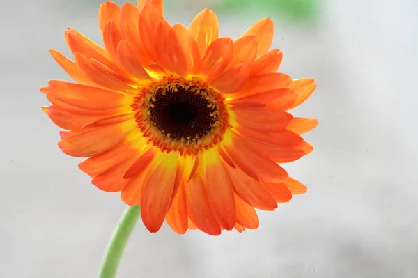 Tenro Belas Flores Gerbera Perto — Fotografia de Stock