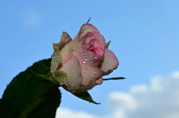 Mooie Roos Bloemen Blauwe Lucht Achtergrond — Stockfoto