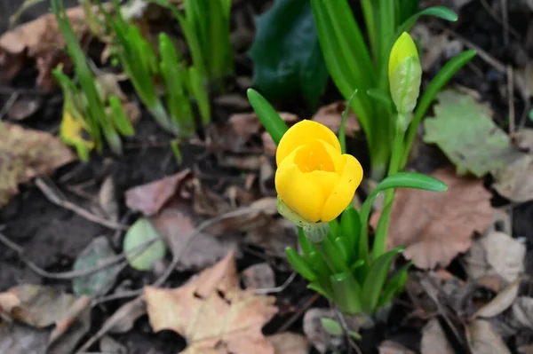 Hermosas Flores Que Crecen Jardín Verano Día Soleado — Foto de Stock