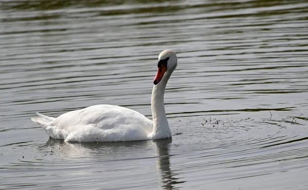 Hermoso Cisne Blanco Nadando Lago Día Verano —  Fotos de Stock