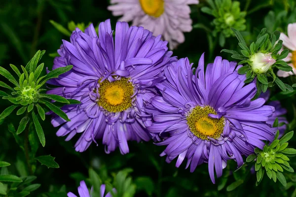 Belles Fleurs Poussant Dans Jardin Journée Ensoleillée Été — Photo