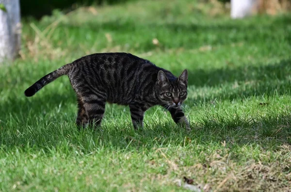 夏の日に屋外を歩く可愛い猫 — ストック写真