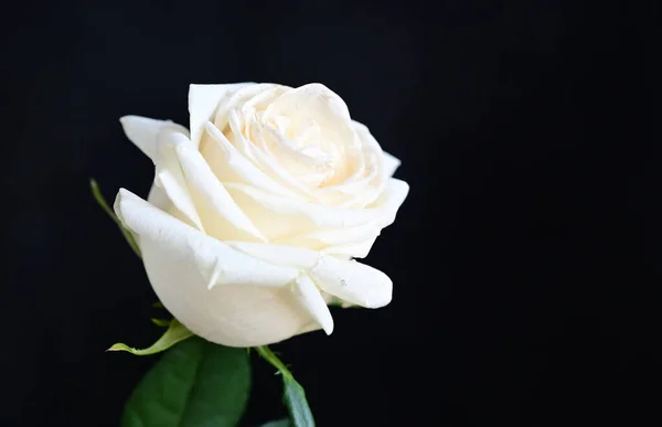 Close Amazing Flowers Blossom Dark Background — Stock Photo, Image